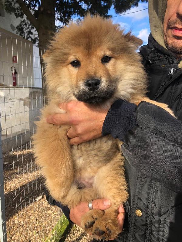 Chow Chow In Adozione 